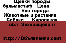 Щенки породы бульмастиф › Цена ­ 25 000 - Все города Животные и растения » Собаки   . Кировская обл.,Захарищево п.